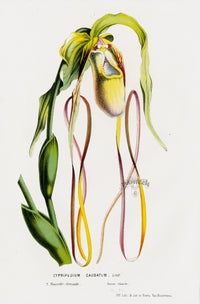 Van Houtte Gardens Europe Original Flower Print Cypripedium cau - Panteek Antique Prints