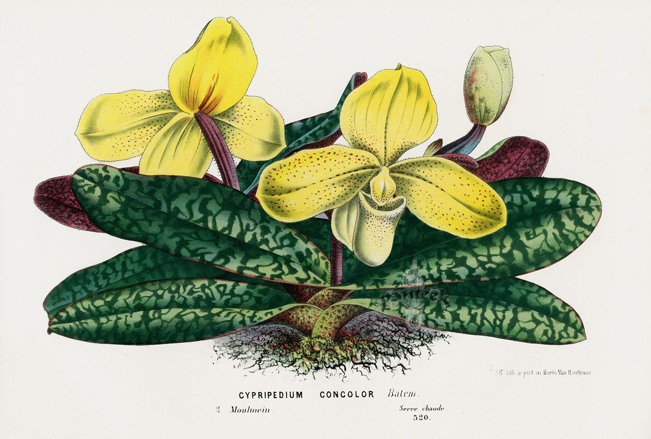 Van Houtte Gardens Europe Original Flower Print Cypripedium con