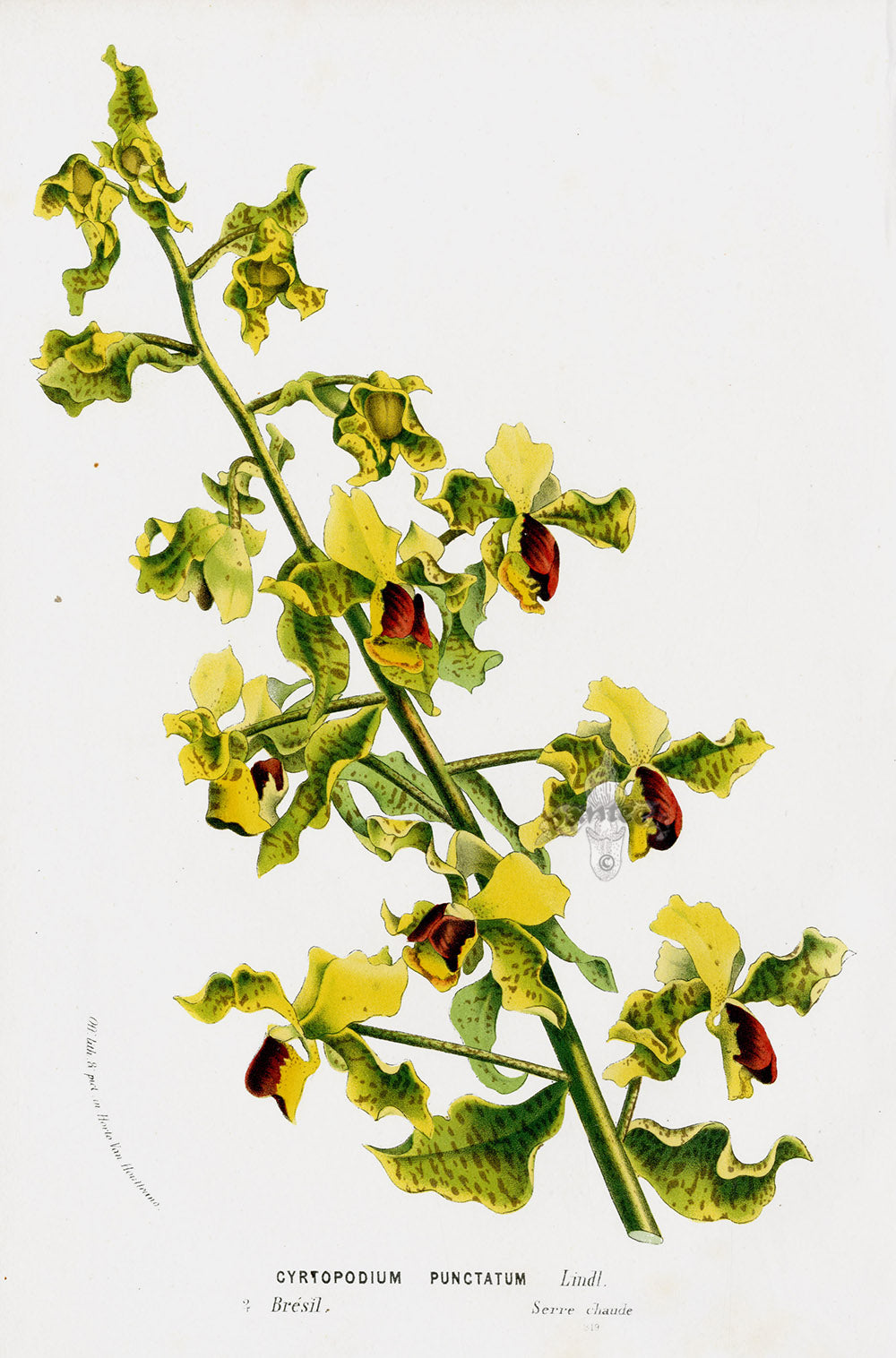 Van Houtte Gardens Europe Original Flower Print Cyrtopodium