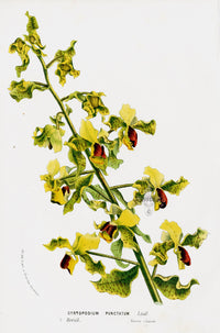 Van Houtte Gardens Europe Original Flower Print Cyrtopodium - Panteek Antique Prints