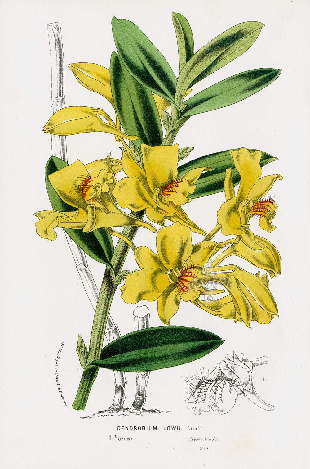 Van Houtte Gardens Europe Original Flower Print D. lowii