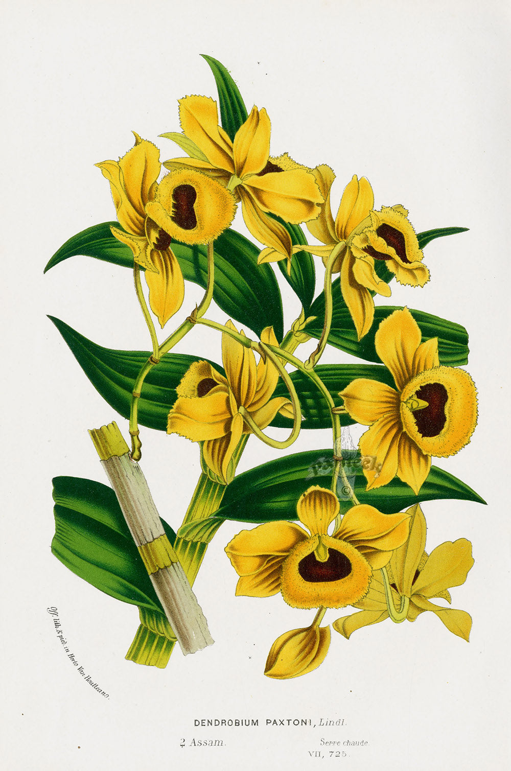 Van Houtte Gardens Europe Original Flower Print D. paxtoni