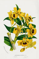 Van Houtte Gardens Europe Original Flower Print D. paxtoni - Panteek Antique Prints