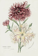 Van Houtte Gardens Europe Original Flower Print D Sinensis - Panteek Antique Prints