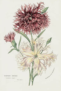 Van Houtte Gardens Europe Original Flower Print D Sinensis - Panteek Antique Prints