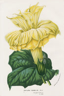 Van Houtte Gardens Europe Original Flower Print Datura - Panteek Antique Prints