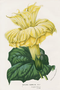 Van Houtte Gardens Europe Original Flower Print Datura - Panteek Antique Prints