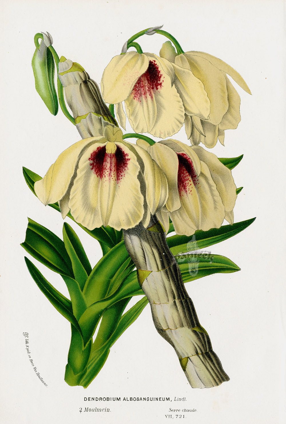 Van Houtte Gardens Europe Original Flower Print Dendrobium alb
