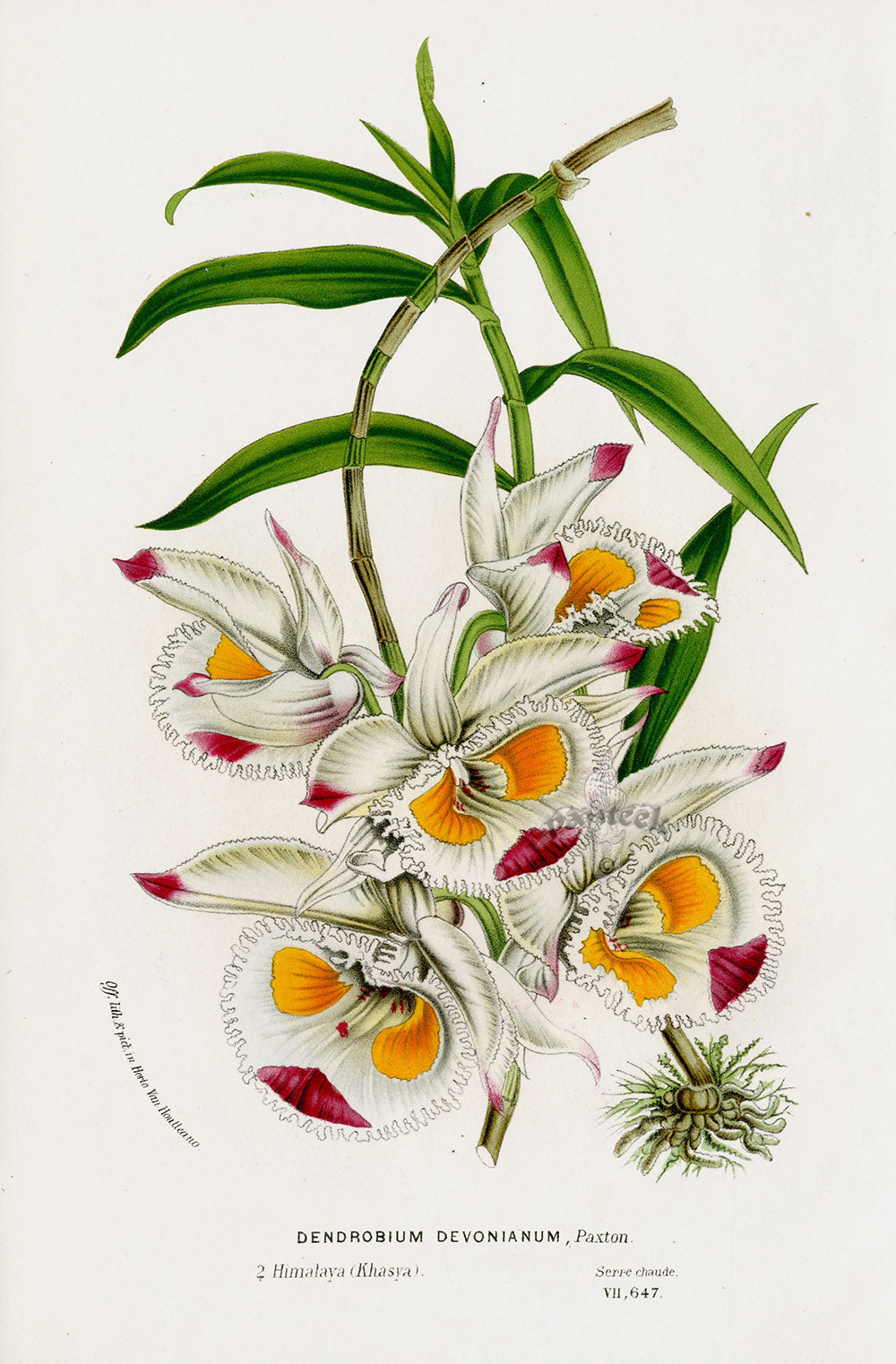 Van Houtte Gardens Europe Original Flower Print Dendrobium dev