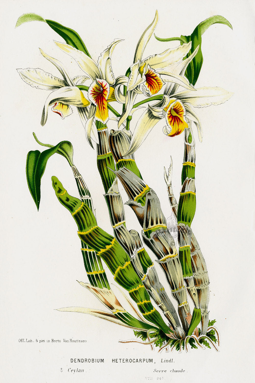 Van Houtte Gardens Europe Original Flower Print Dendrobium het
