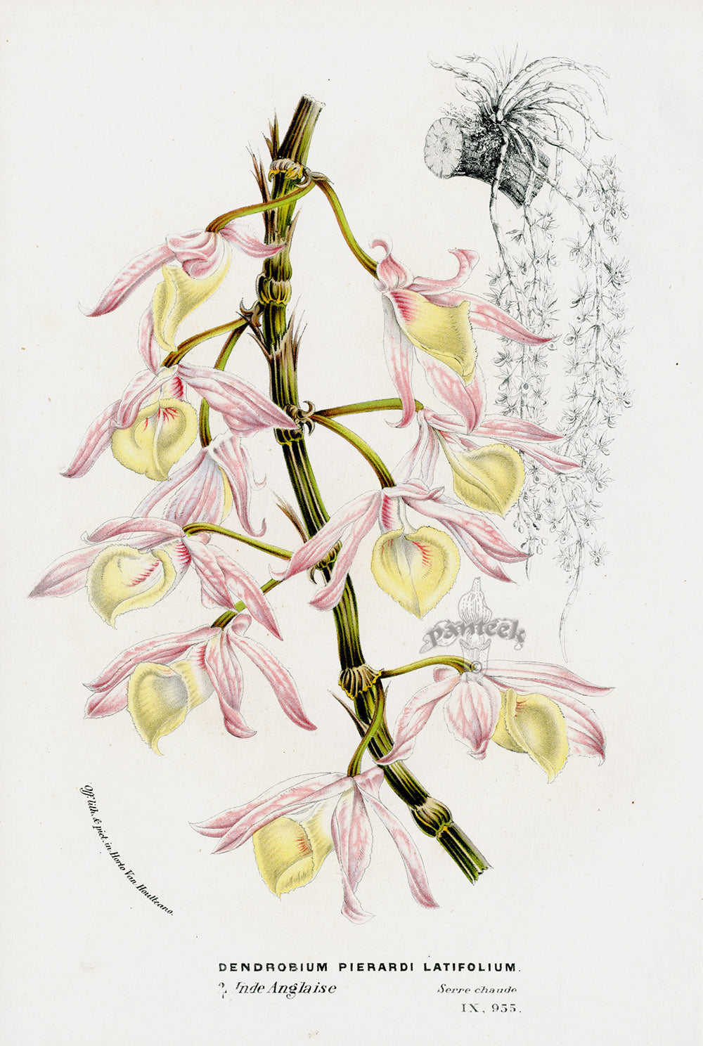 Van Houtte Gardens Europe Original Flower Print Dendrobium pie