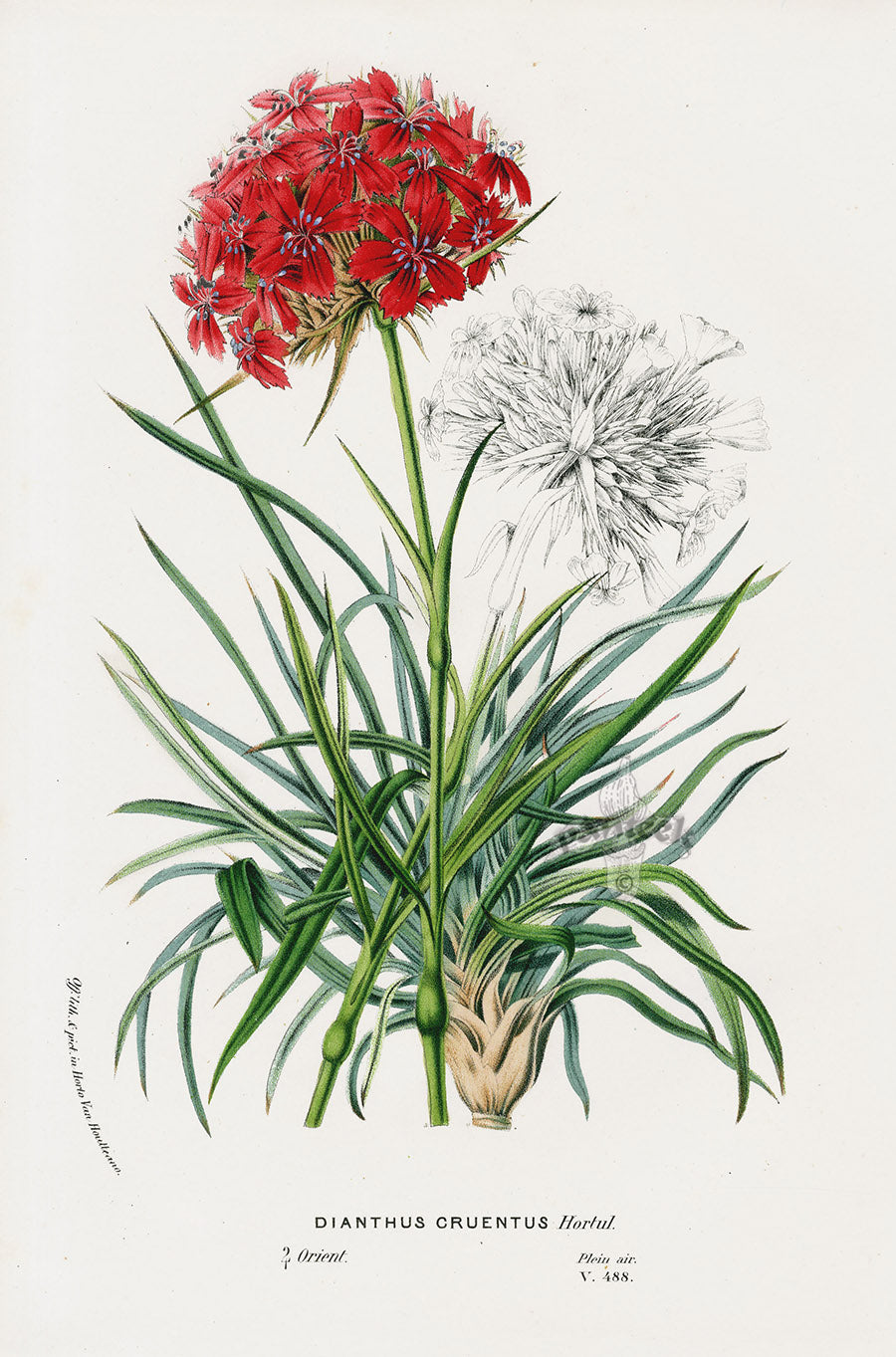Van Houtte Gardens Europe Original Flower Print Dianthus