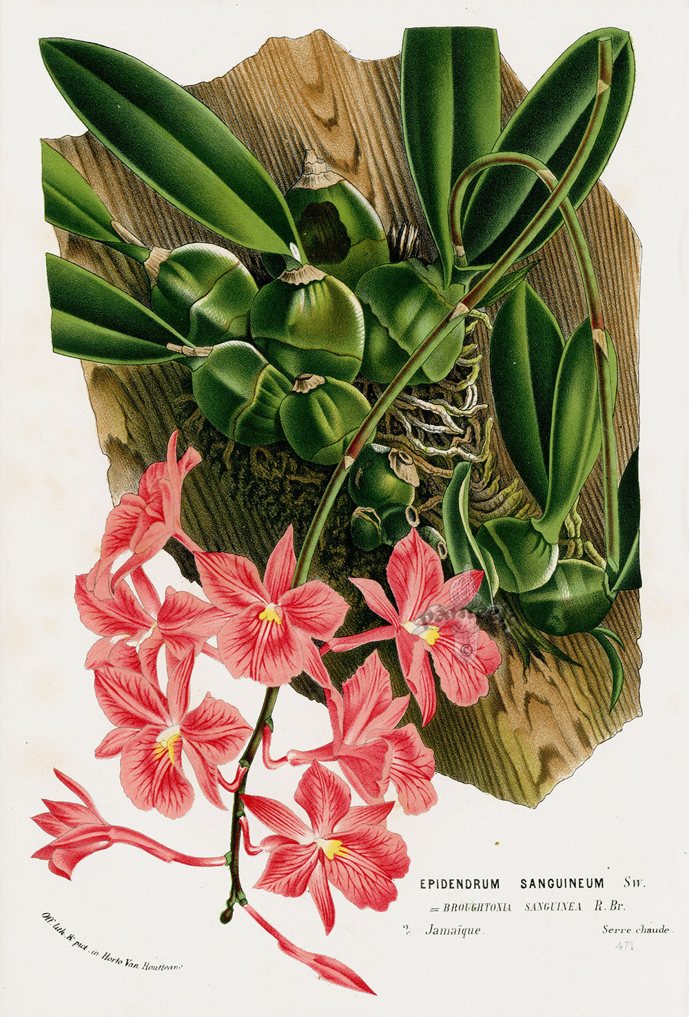 Van Houtte Gardens Europe Original Flower Print Epidendrum