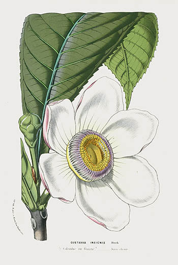 Van Houtte Gardens Europe Original Flower Print Gustavia