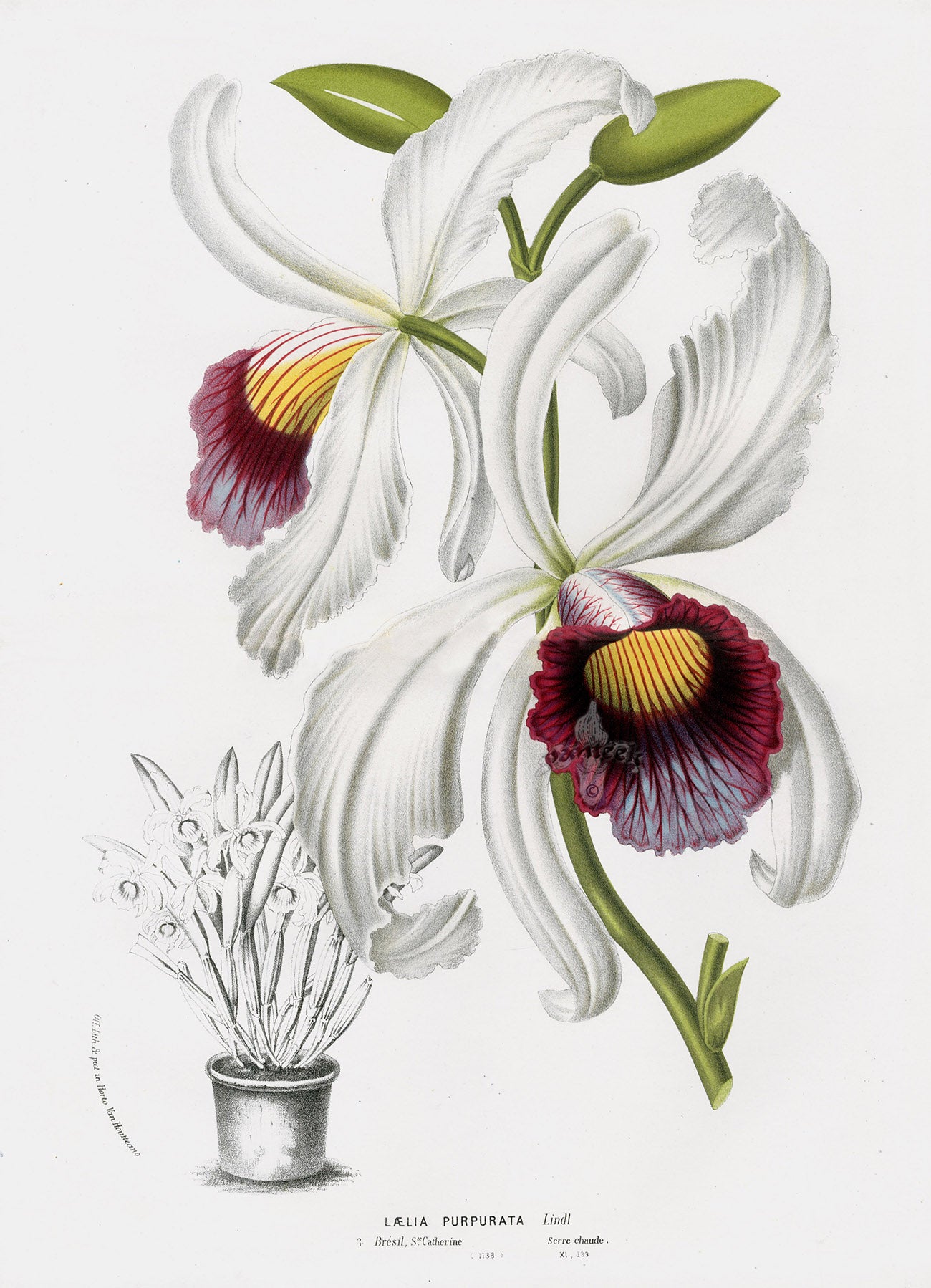 Van Houtte Gardens Europe Original Flower Print Laelia