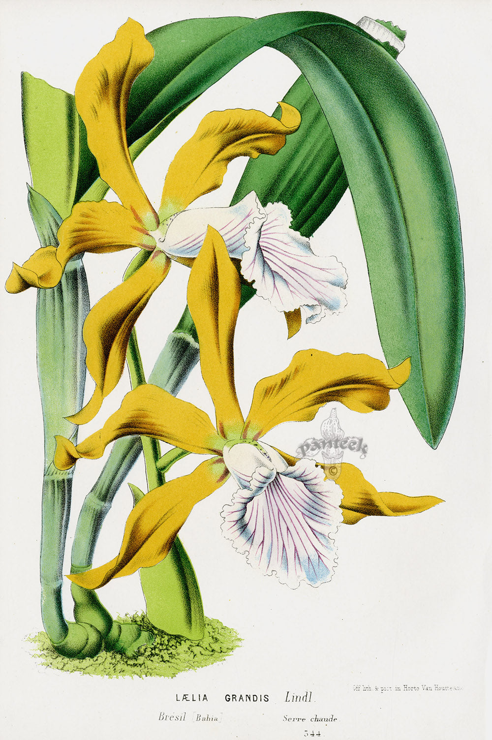 Van Houtte Gardens Europe Original Flower Print Laelia gra