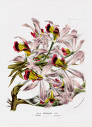 Van Houtte Gardens Europe Original Flower Print Laelia sup - Panteek Antique Prints