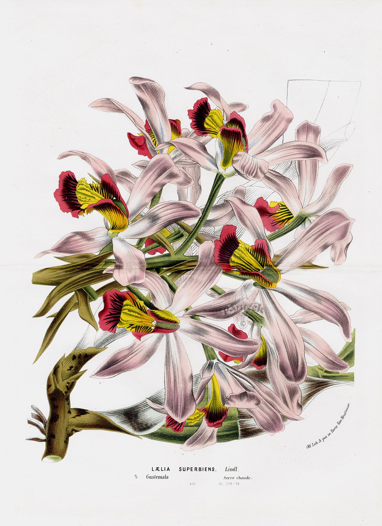 Van Houtte Gardens Europe Original Flower Print Laelia sup