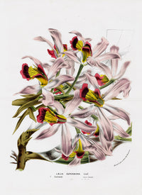 Van Houtte Gardens Europe Original Flower Print Laelia sup - Panteek Antique Prints