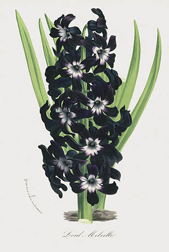 Van Houtte Gardens Europe Original Flower Print Lord Melville