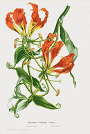 Van Houtte Gardens Europe Original Flower Print Methonia - Panteek Antique Prints