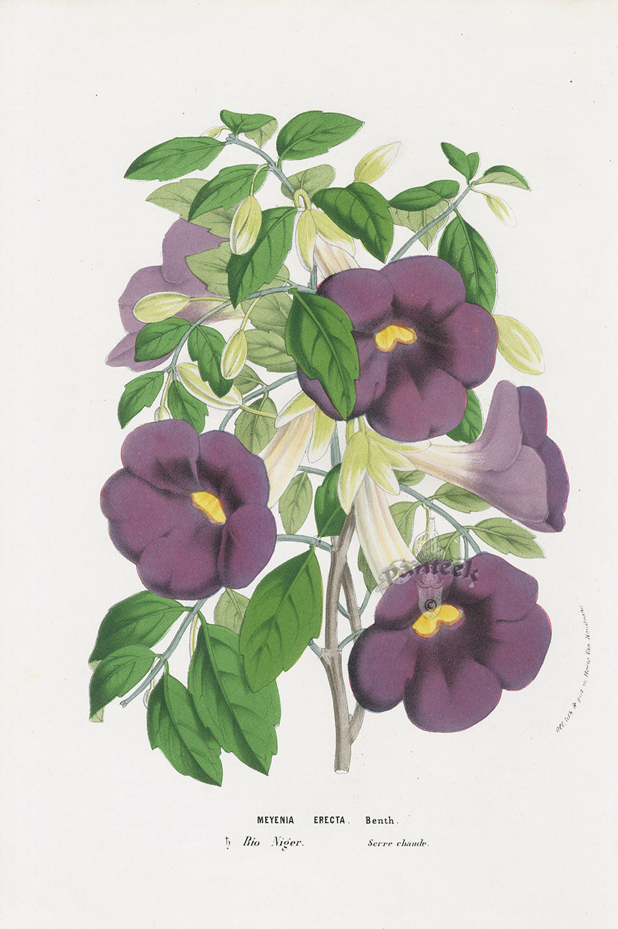 Van Houtte Gardens Europe Original Flower Print Meyenia