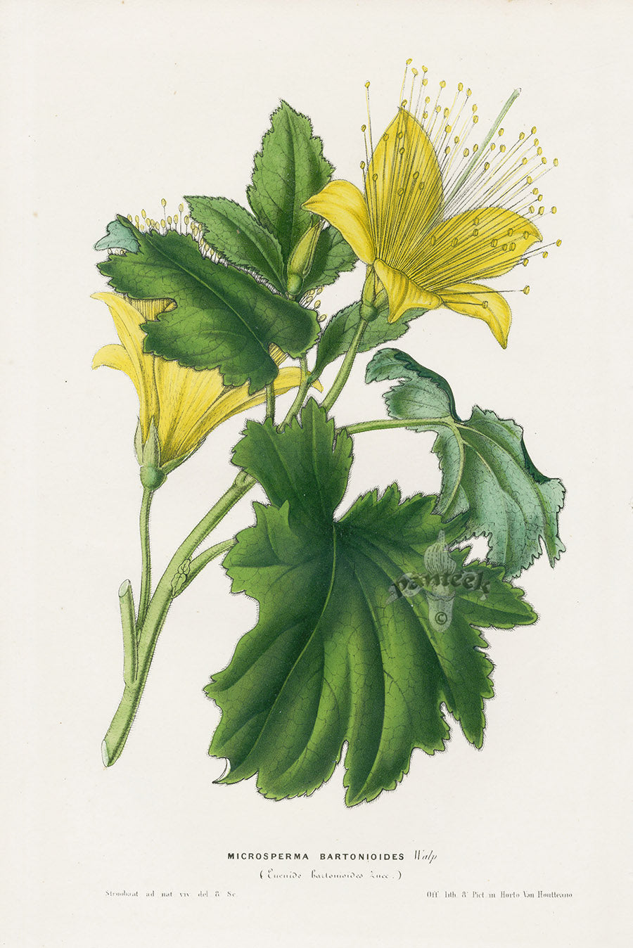 Van Houtte Gardens Europe Original Flower Print Microsperma