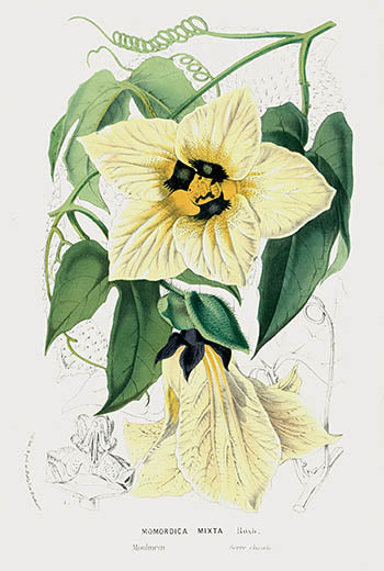 Van Houtte Gardens Europe Original Flower Print Momordica