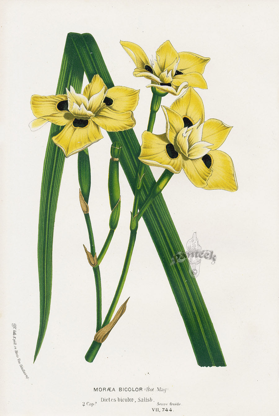 Van Houtte Gardens Europe Original Flower Print Moraea