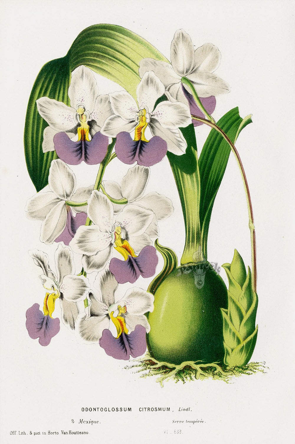 Van Houtte Gardens Europe Original Flower Print O. citrosmum