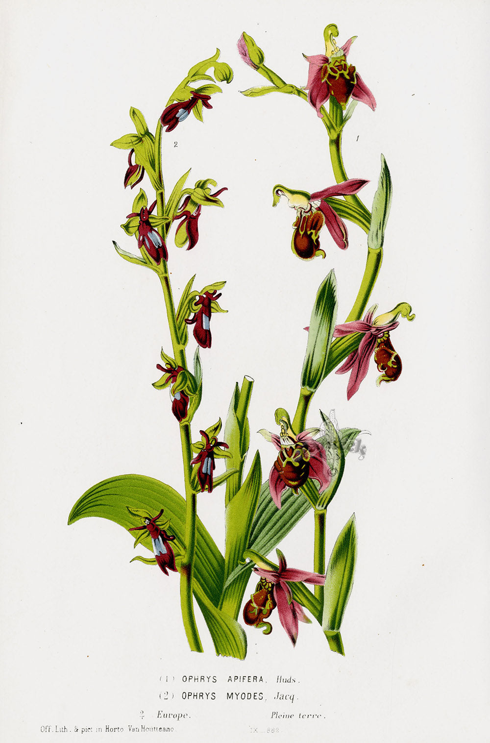 Van Houtte Gardens Europe Original Flower Print Ophrys