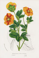 Van Houtte Gardens Europe Original Flower Print P. Striata - Panteek Antique Prints