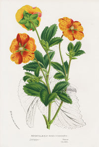 Van Houtte Gardens Europe Original Flower Print P. Striata - Panteek Antique Prints