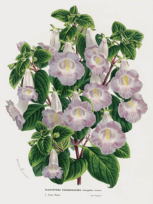 Van Houtte Gardens Europe Original Flower Print Plectopoma