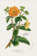 Van Houtte Gardens Europe Original Flower Print Potentilla men - Panteek Antique Prints