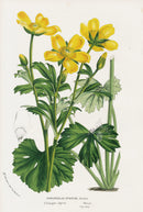 Van Houtte Gardens Europe Original Flower Print Ranunculus - Panteek Antique Prints