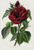 Van Houtte Gardens Europe Original Flower Print Rose Hybr - Panteek Antique Prints