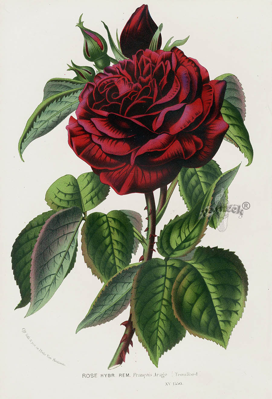 Van Houtte Gardens Europe Original Flower Print Rose Hybr