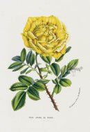 Van Houtte Gardens Europe Original Flower Print Rose Jaune - Panteek Antique Prints
