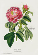 Van Houtte Gardens Europe Original Flower Print Rose pro - Panteek Antique Prints