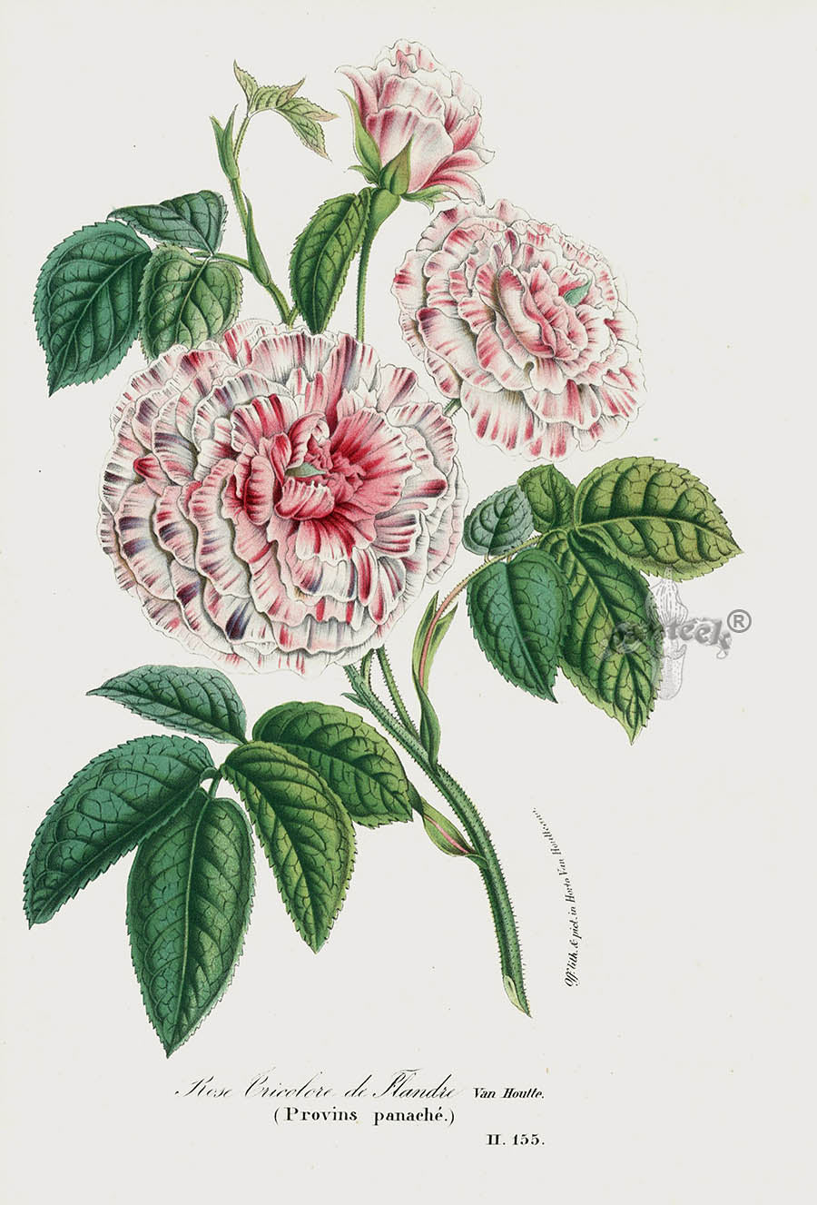 Van Houtte Gardens Europe Original Flower Print Rose tri