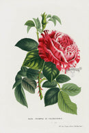 Van Houtte Gardens Europe Original Flower Print Rose triomphe - Panteek Antique Prints