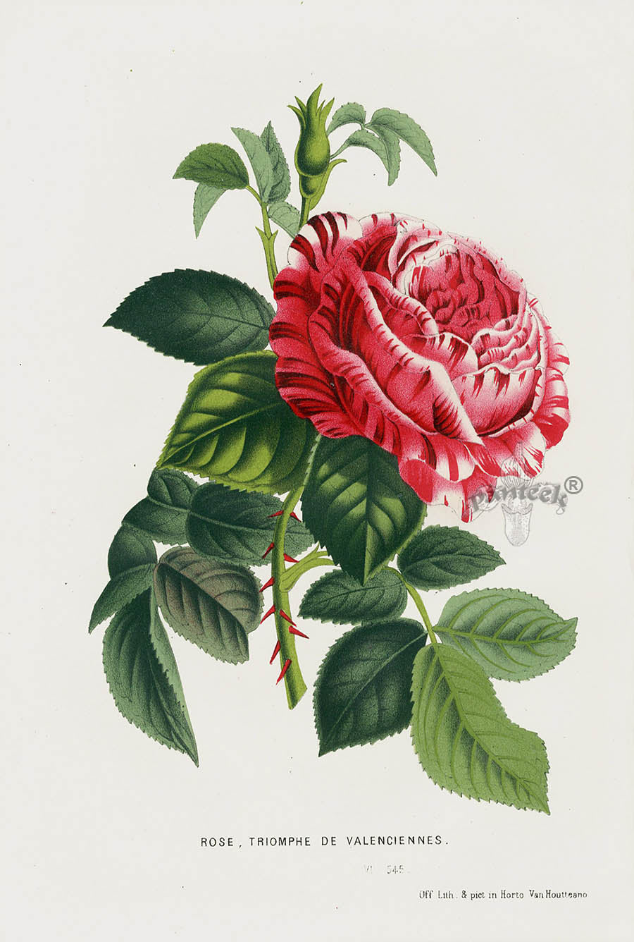 Van Houtte Gardens Europe Original Flower Print Rose triomphe