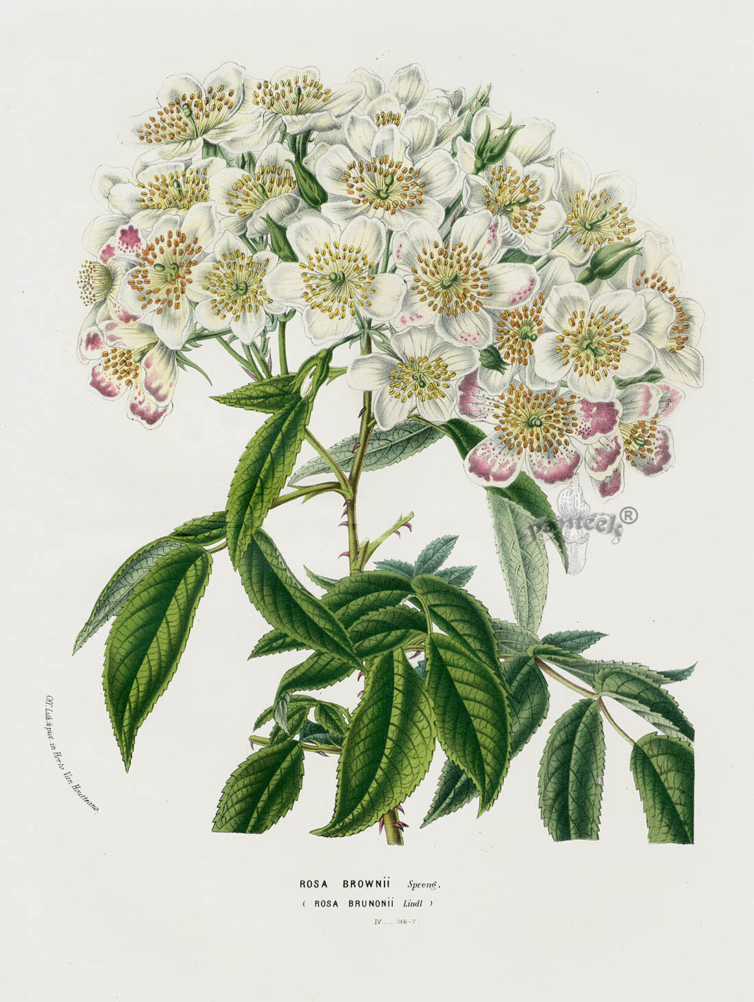 Van Houtte Gardens Europe Original Flower Print Rose White