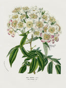 Van Houtte Gardens Europe Original Flower Print Rose White - Panteek Antique Prints