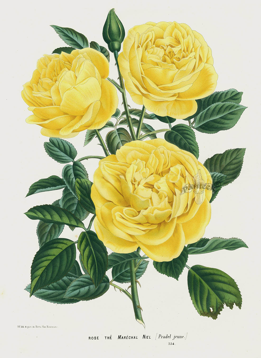 Van Houtte Gardens Europe Original Flower Print Rose Yellow