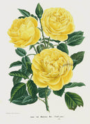 Van Houtte Gardens Europe Original Flower Print Rose Yellow - Panteek Antique Prints