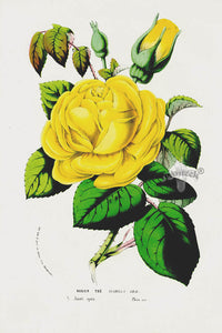 Van Houtte Gardens Europe Original Flower Print Rosier - Panteek Antique Prints