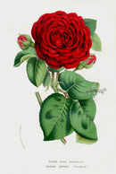 Van Houtte Gardens Europe Original Flower Print Rosier eug - Panteek Antique Prints