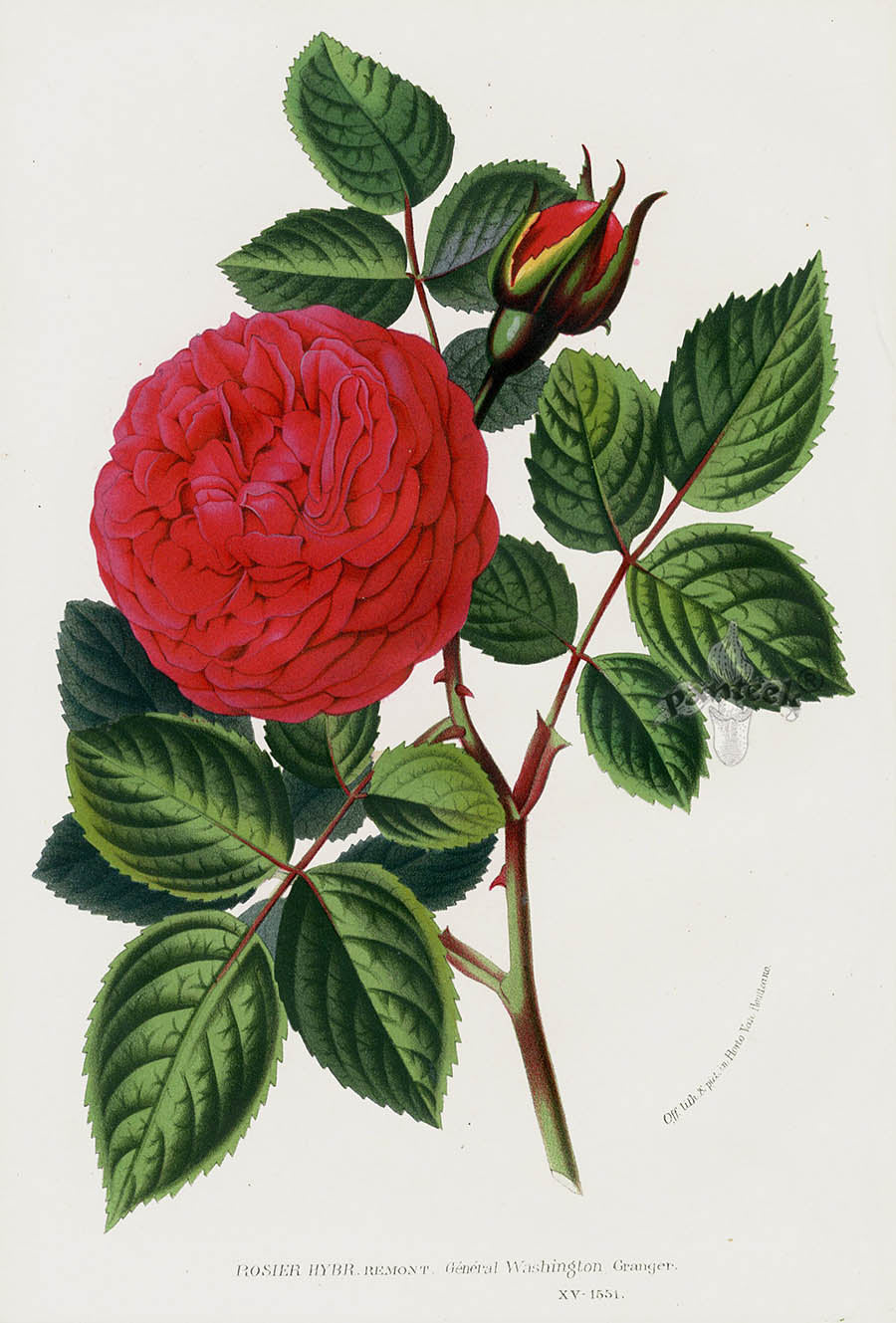 Van Houtte Gardens Europe Original Flower Print Rosier Hyb